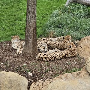 Three cheetahs