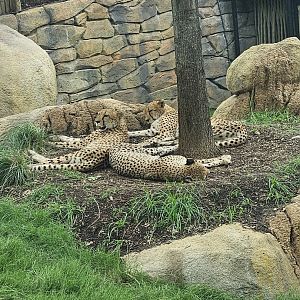 Sleepy cheetahs