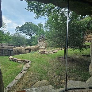Wild dog view from cave