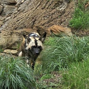 African wild dog
