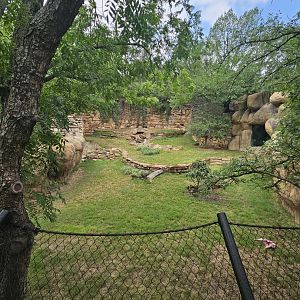 Wild dog view from outside