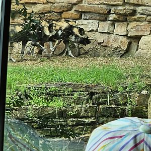 The dogs socializing