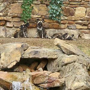 The dogs taking it easy