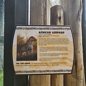 Leopards are here now