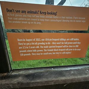 About the two leopards