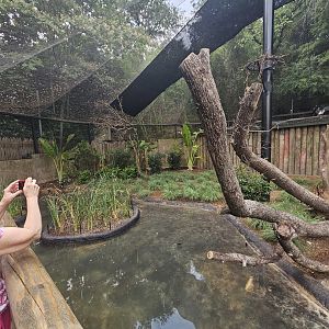 African Aviary 3, too