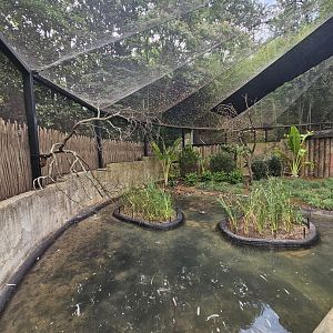 African Aviary 3, also