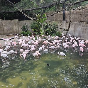 Lesser flamingos