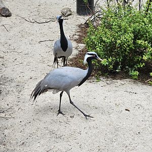 Demoiselle cranes