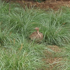 Buff-crested bustard