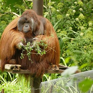 Wousan, Bornean orangutan, June 2023