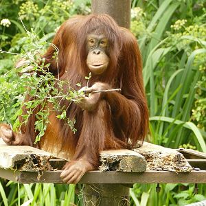 Natalia, Bornean orangutan, June 2023