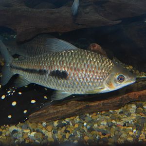 Agassiz' leporinus (Leporinus agassizii)