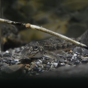 Sunago pike gudgeon (Pseudogobio polystictus)