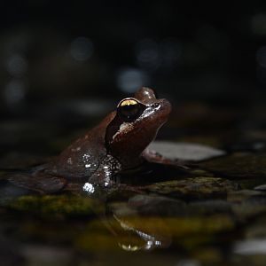 Stream brown frog (Rana sakuraii)