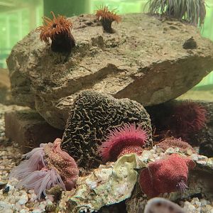 Sea anemone ID? (Maybe beadlet anemone (Actinia equina)?)