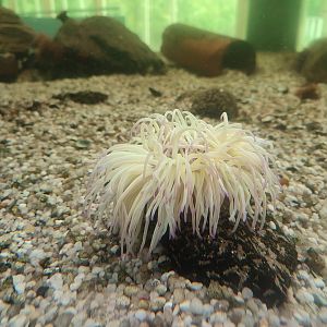 Sea anemone ID?