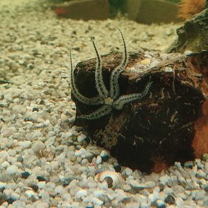 Starfish ID? (Maybe common brittle star (Ophiothrix fragilis)?)