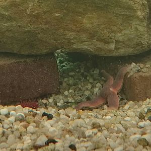 Starfish ID? (Maybe common starfish (Asterias rubens)?)