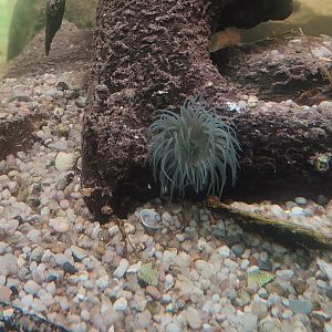 Sea anemone ID?