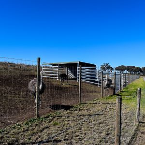 New Zebra/Ostrich Enclosure