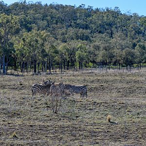 New Zebra/Ostrich Enclosure