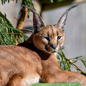 Caracal