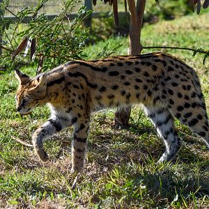 Serval