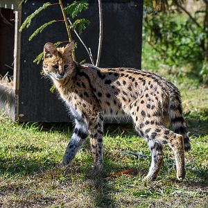 Serval
