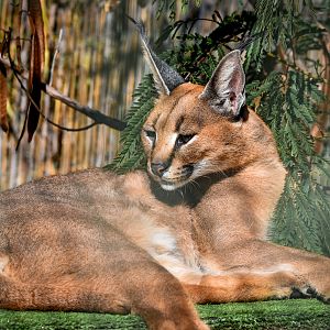 Caracal