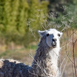 Llama