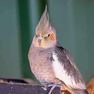 Cockatiel