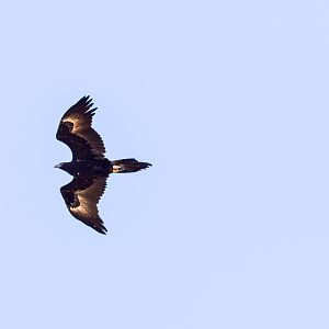 Wedge-tailed Eagle (wild)