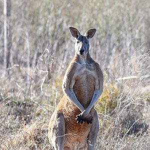 Red Kangaroo