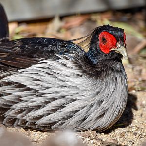 Nepal Kalij Pheasant