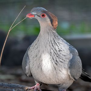 Topknot Pigeon