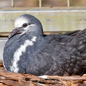 Wonga Pigeon Chick