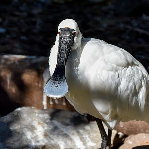 Royal Spoonbill