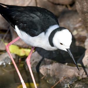 Pied Stilt