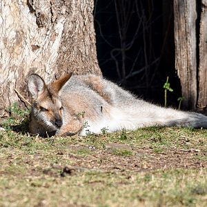 Red-necked Wallaby