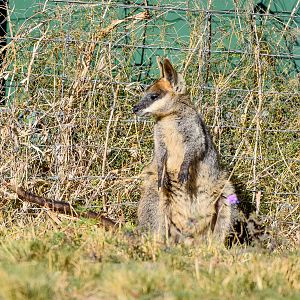 Swamp Wallaby