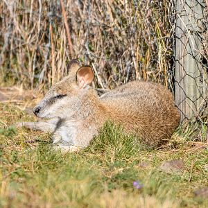 Agile Wallaby