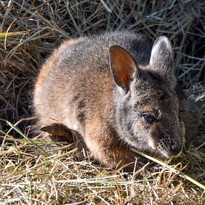Tammar Wallaby joey