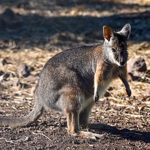 Tammar Wallaby