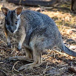 Tammar Wallaby