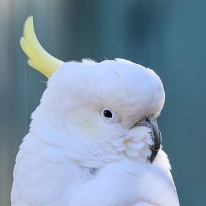 Sulphur-crested Cockatoo