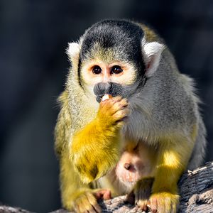 Bolivian Squirrel Monkey