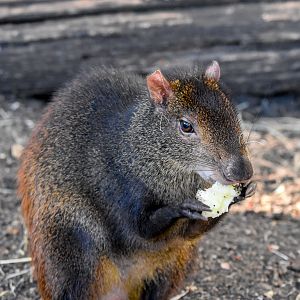 Red-rumped Agouti