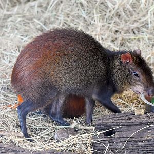 Red-rumped Agouti