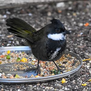 Eastern Whipbird
